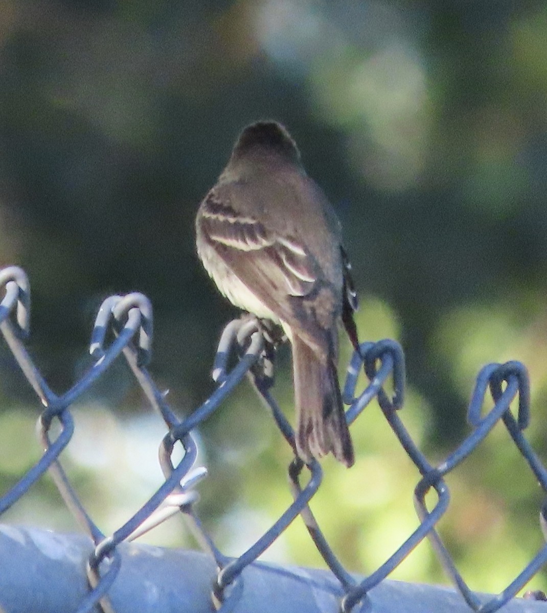Eastern Wood-Pewee - ML643959434