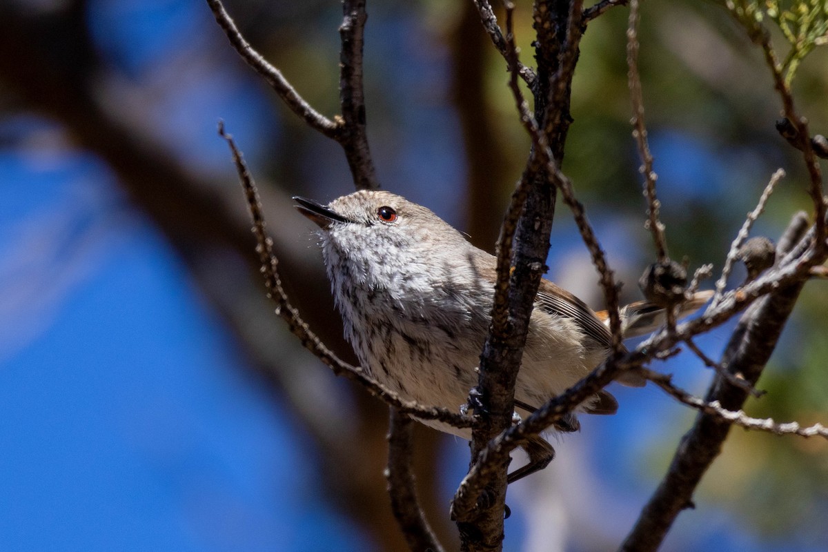 Inland Thornbill - ML643959446