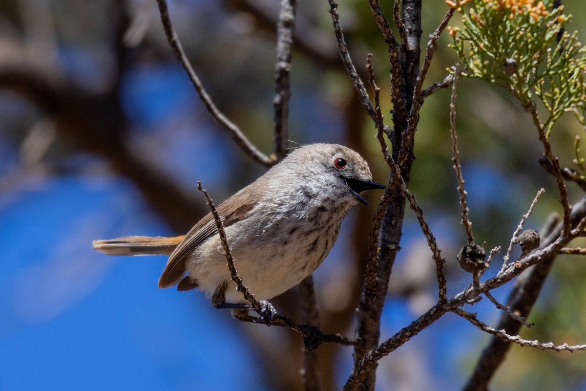 Inland Thornbill - ML643959447