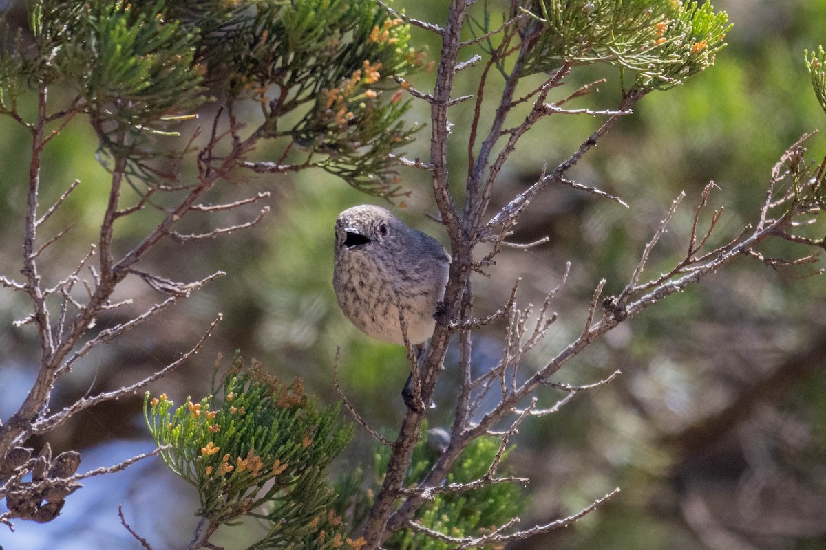 Inland Thornbill - ML643959448