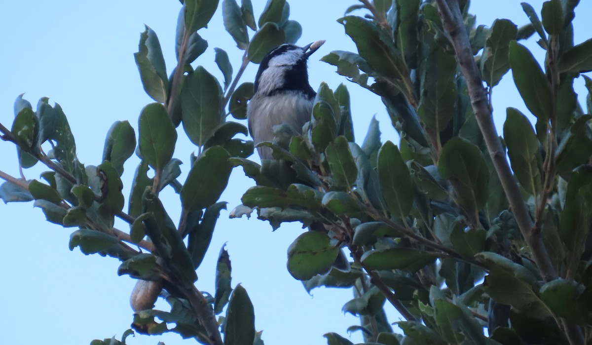 Mountain Chickadee - ML643959449