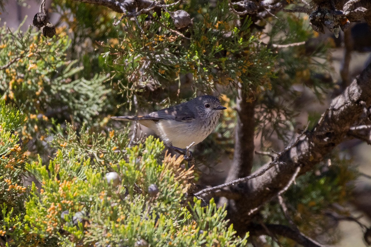 Inland Thornbill - ML643959455