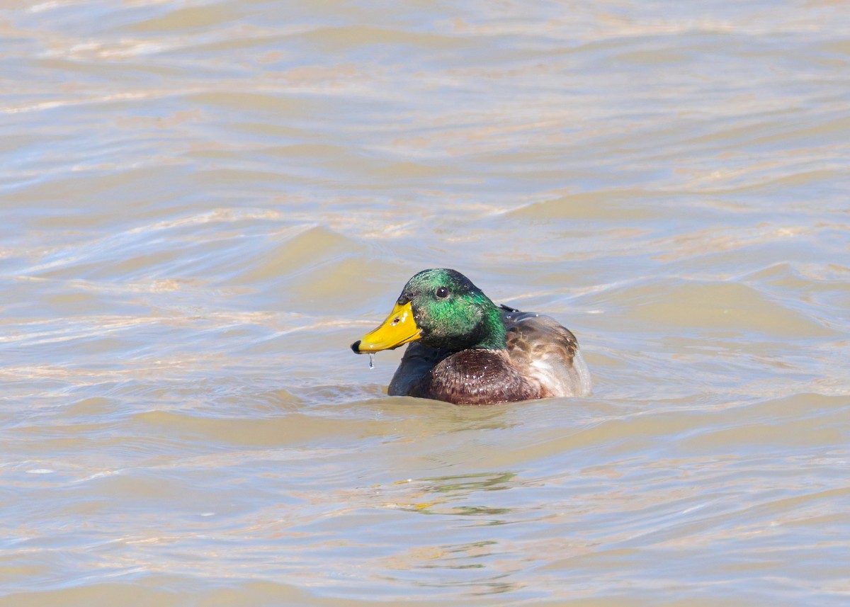 Mallard - ML643959456