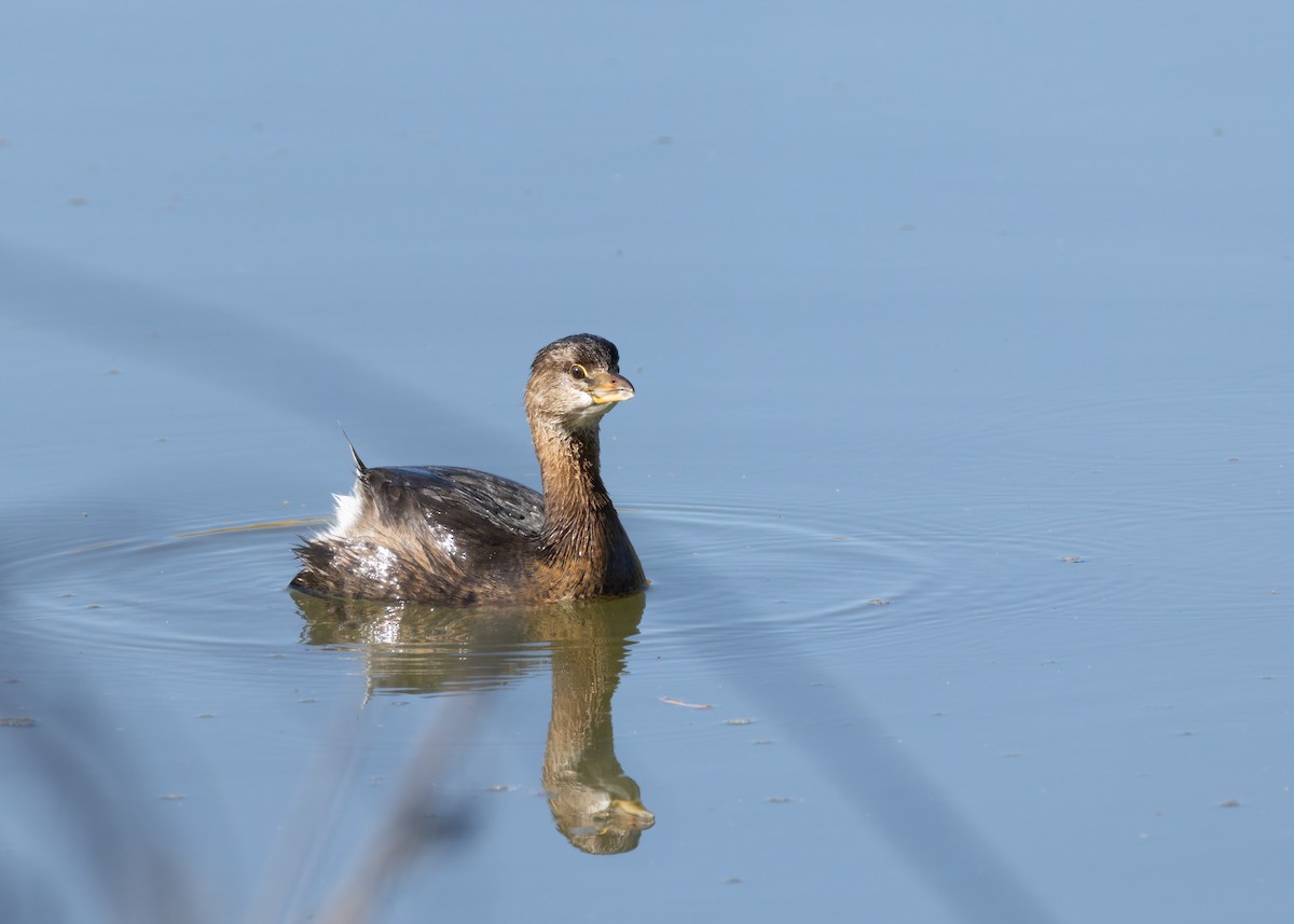 Pied-billed Grebe - ML643959460