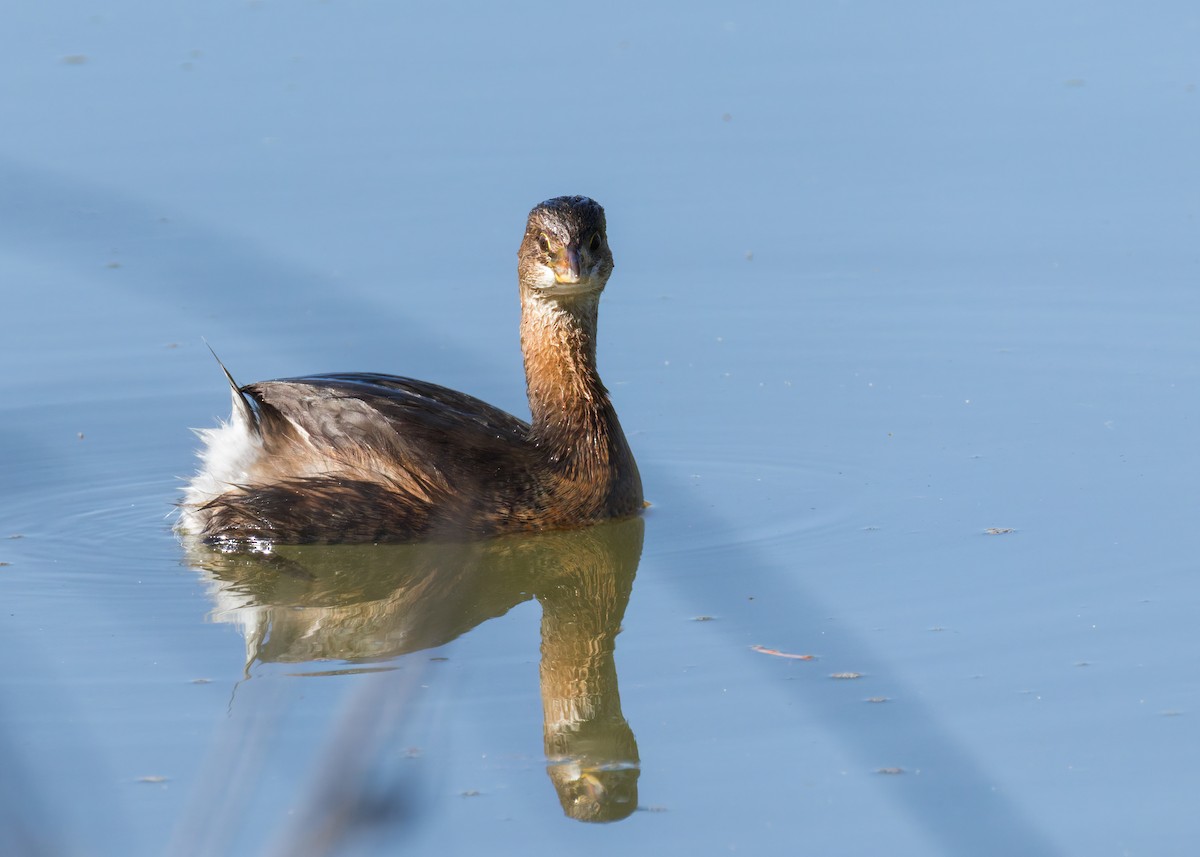 Pied-billed Grebe - ML643959463
