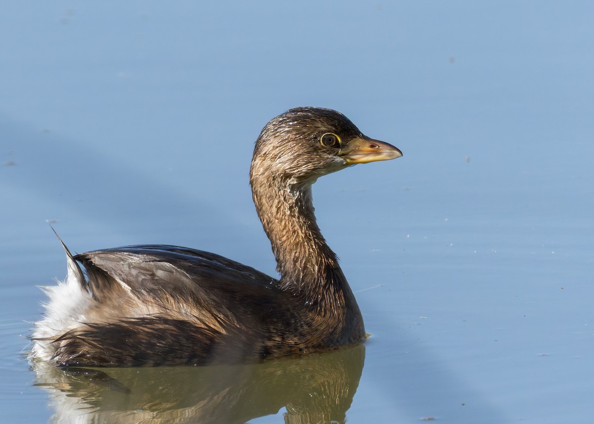 Pied-billed Grebe - ML643959465