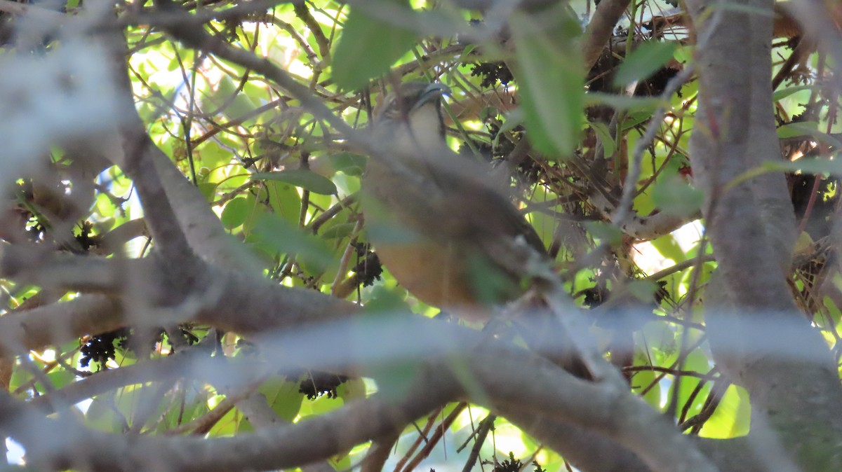 California Thrasher - ML643959478