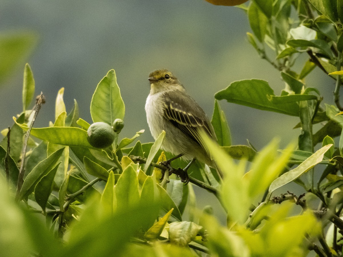 Golden-faced Tyrannulet - ML643959480