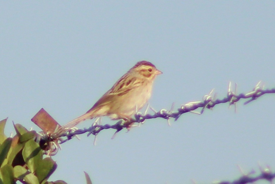Clay-colored Sparrow - ML643959482