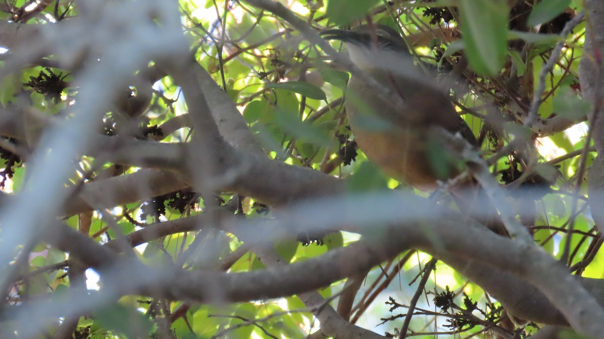 California Thrasher - ML643959483