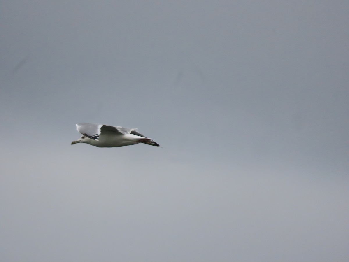 Goéland pontique - ML643959488