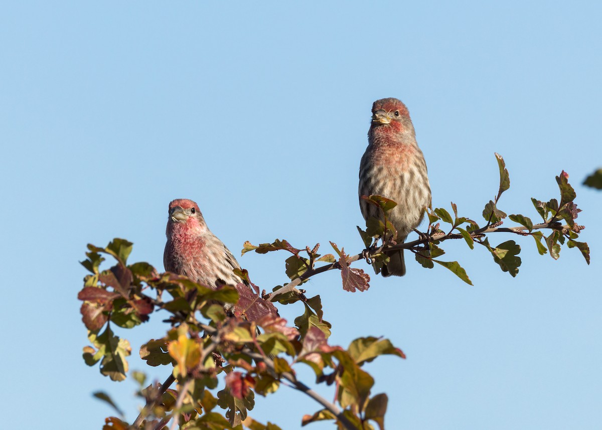 House Finch - ML643959491
