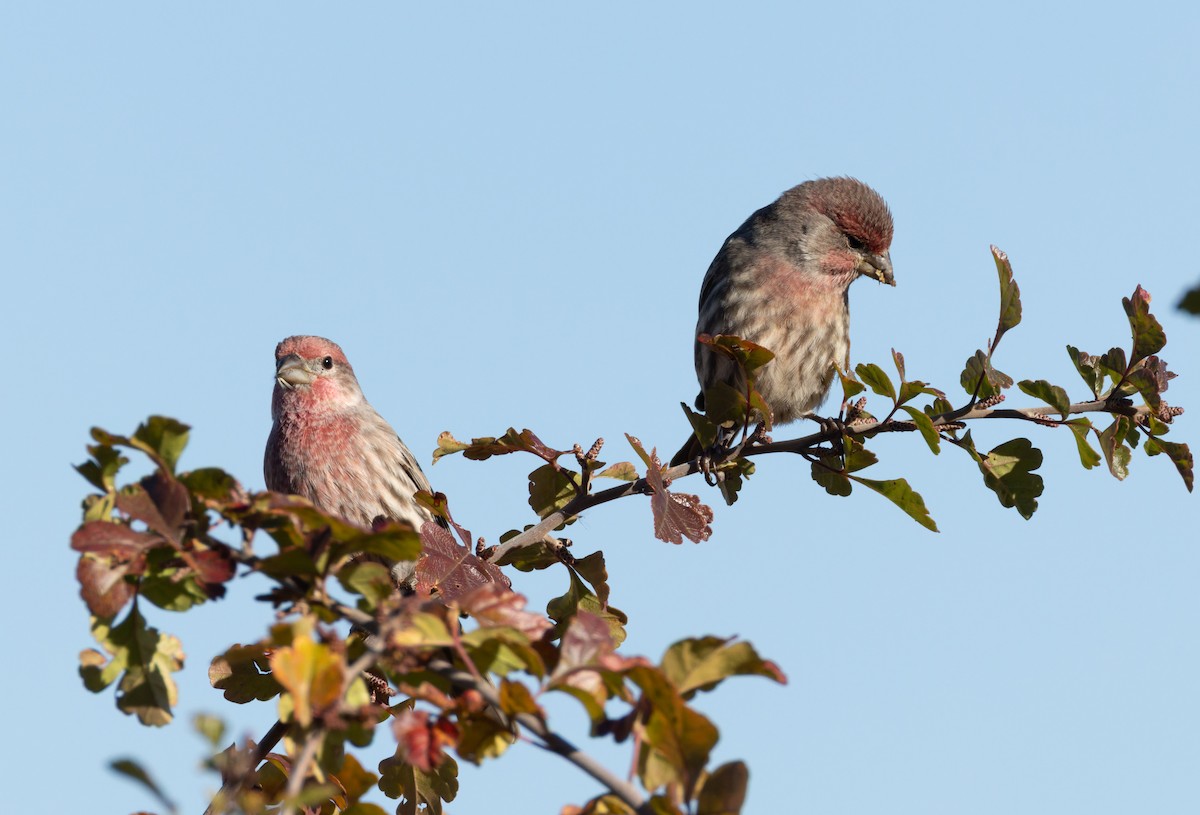 House Finch - ML643959492