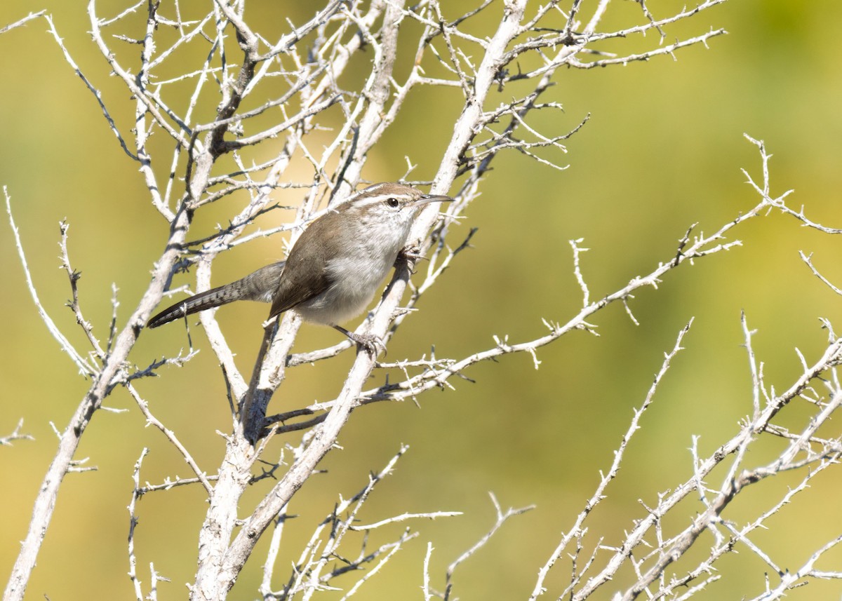 Bewick's Wren - ML643959495