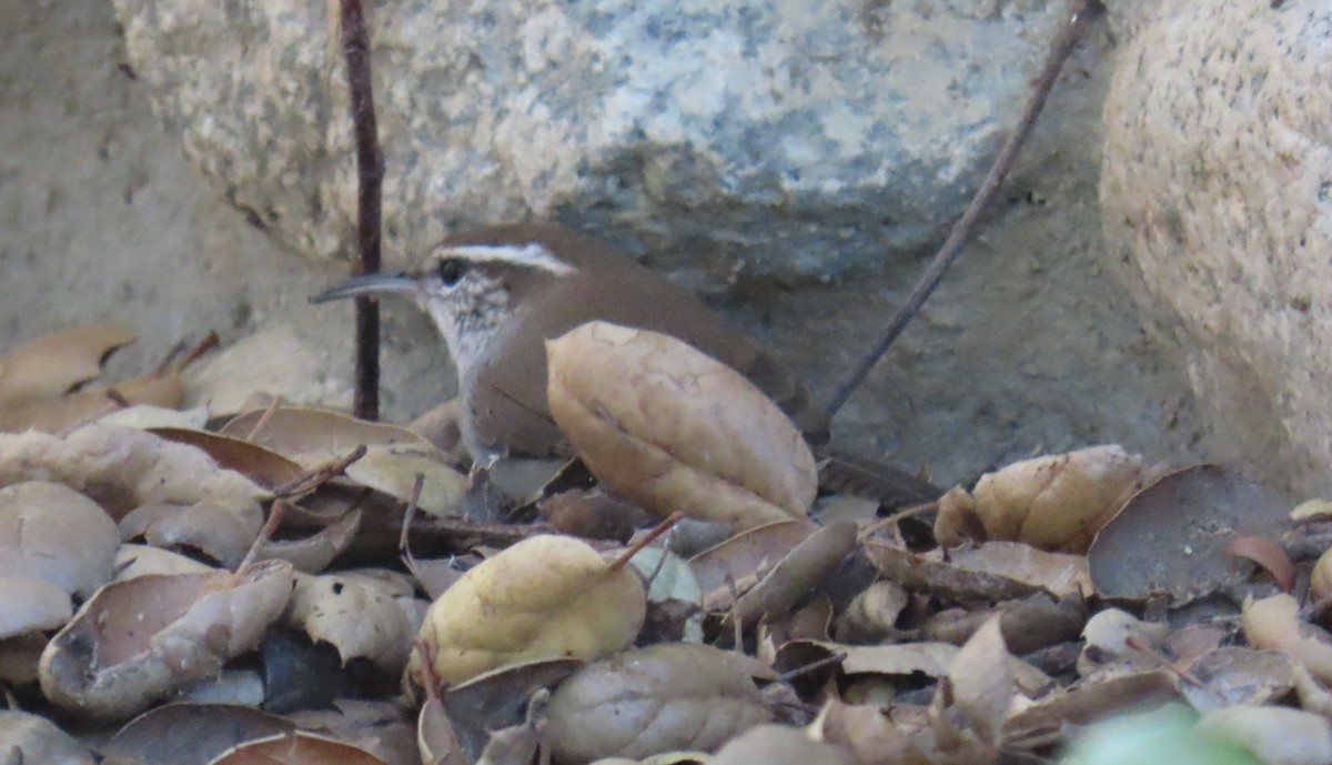 Bewick's Wren - ML643959502