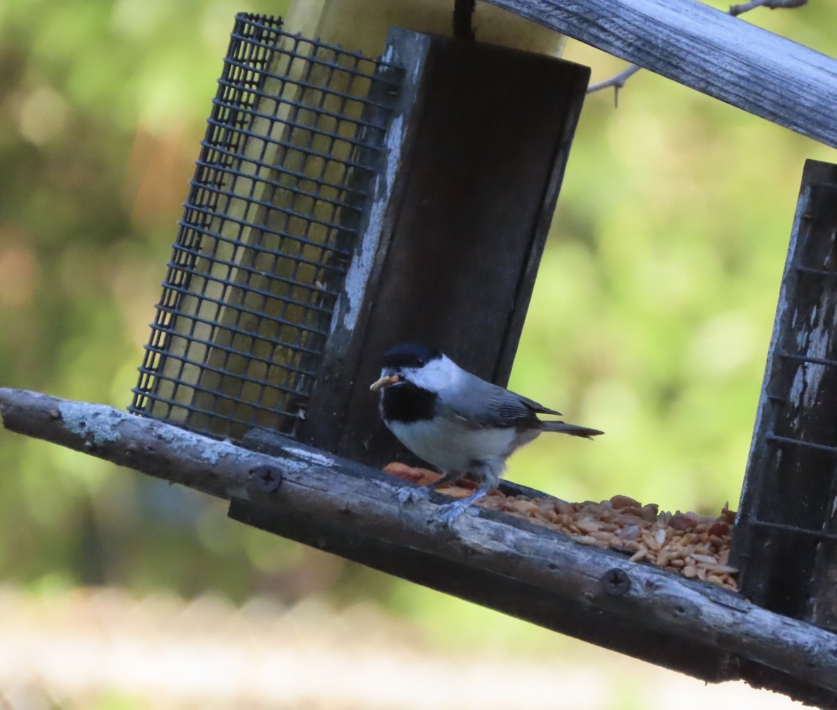 Carolina Chickadee - ML643959505