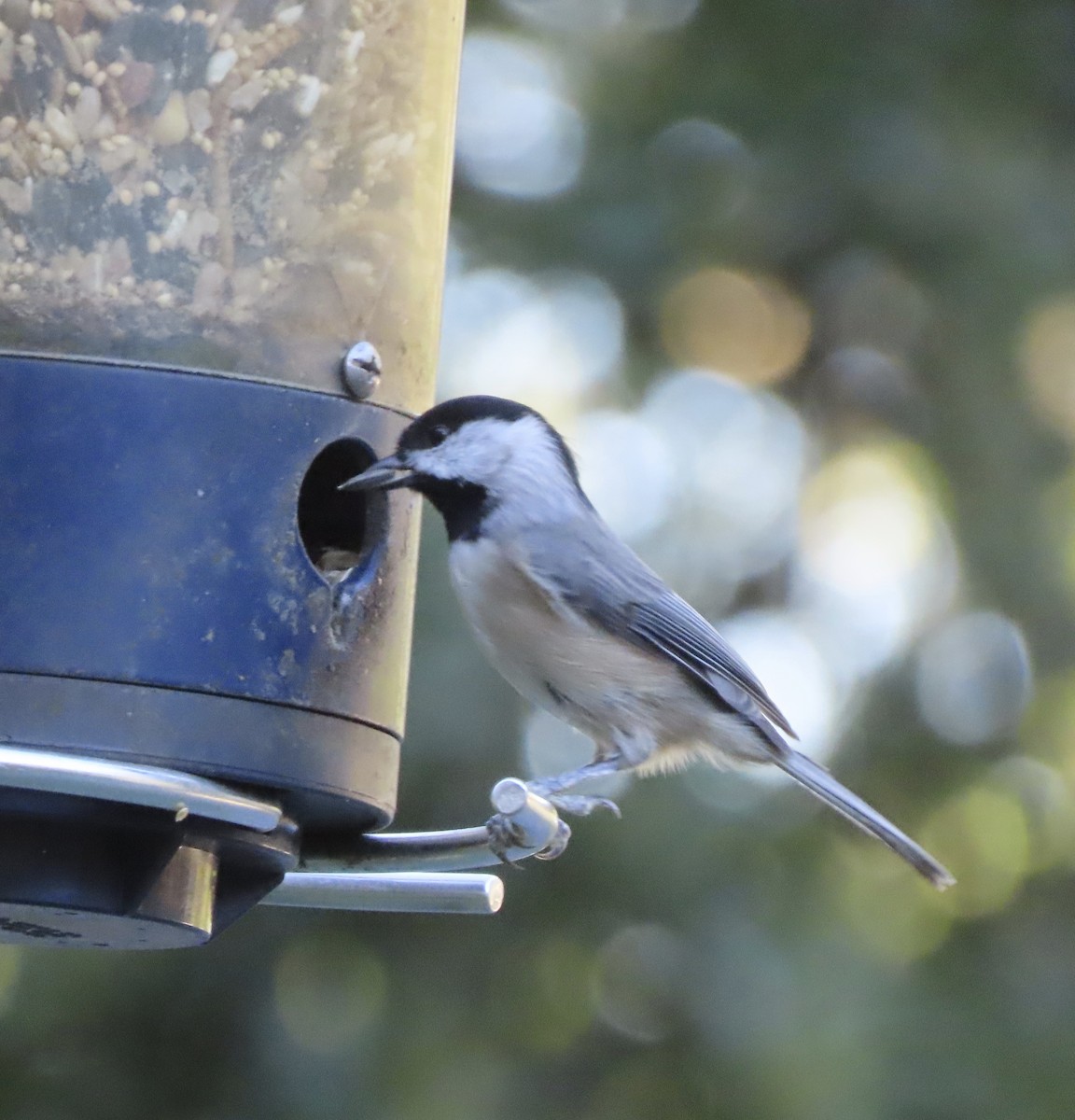 Carolina Chickadee - ML643959506
