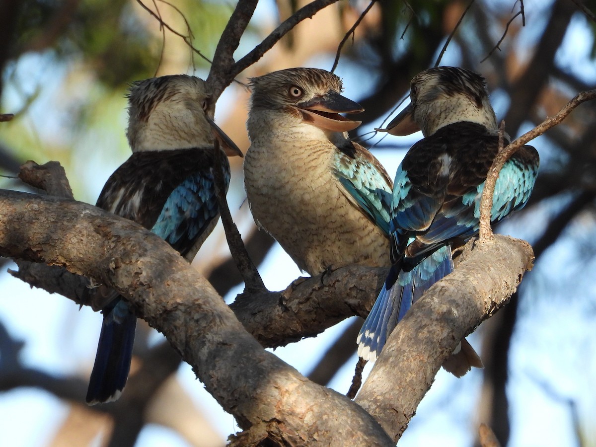 Blue-winged Kookaburra - ML643959509