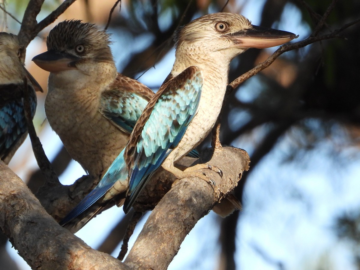 Blue-winged Kookaburra - ML643959510
