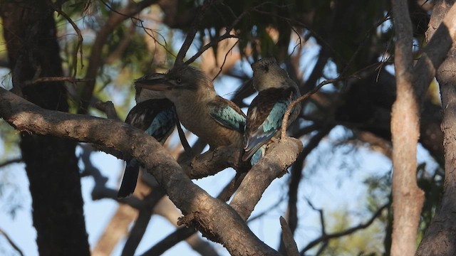 Blue-winged Kookaburra - ML643959513