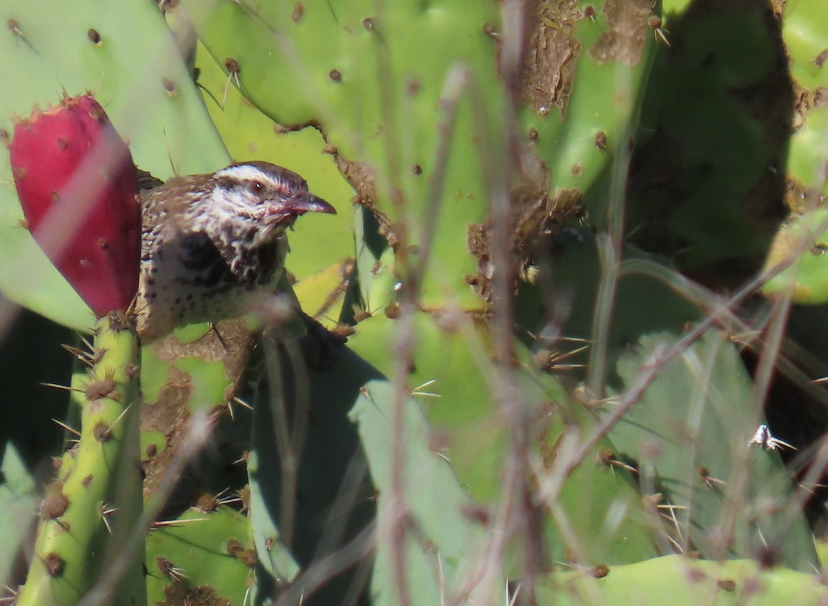 Cactus Wren - ML643959527