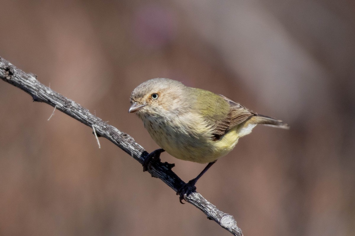 コバシムシクイ - ML643959538