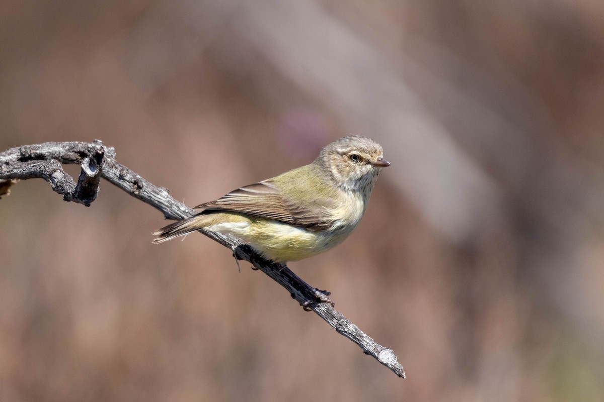 コバシムシクイ - ML643959540