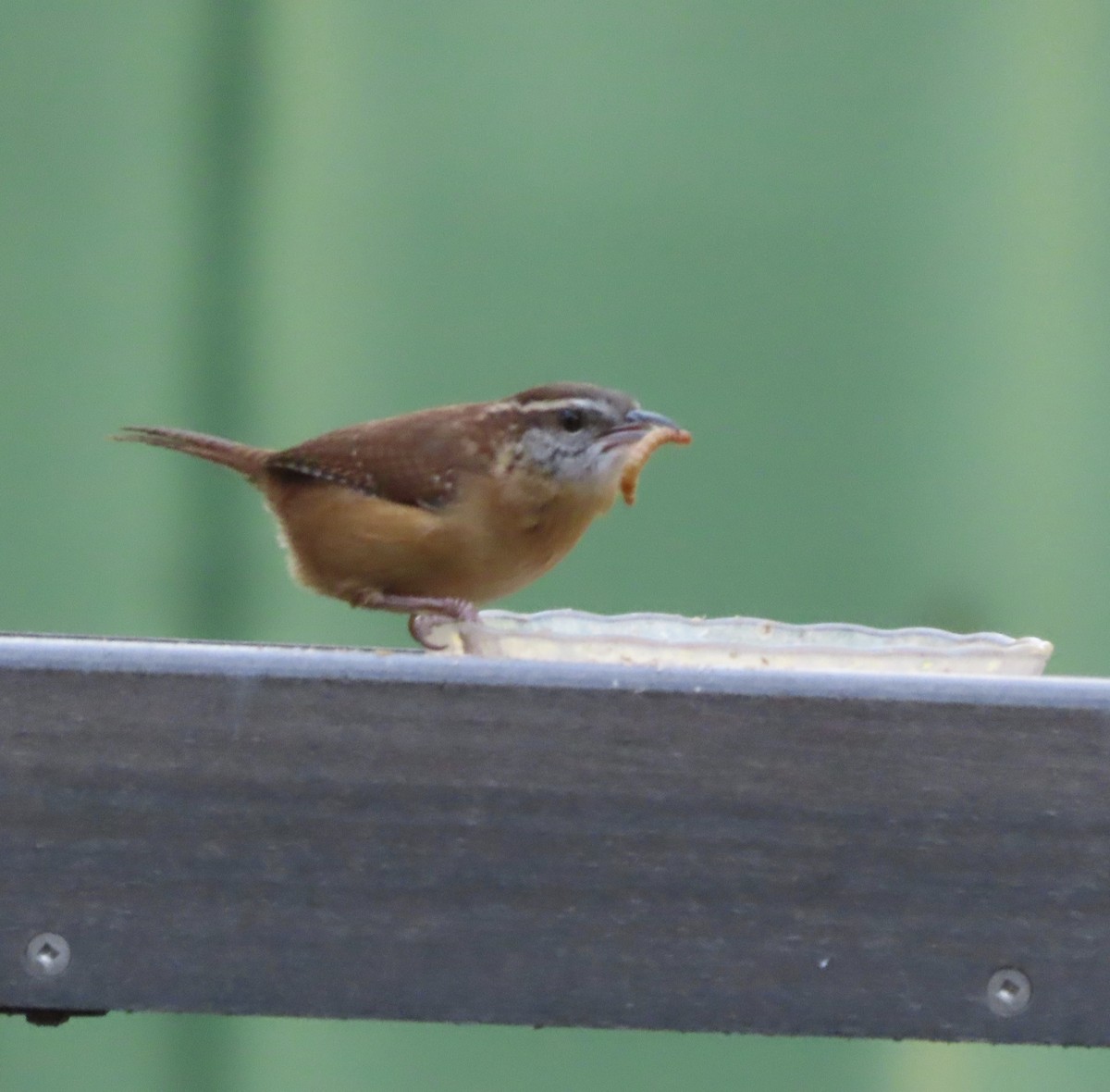 Carolina Wren - ML643959542