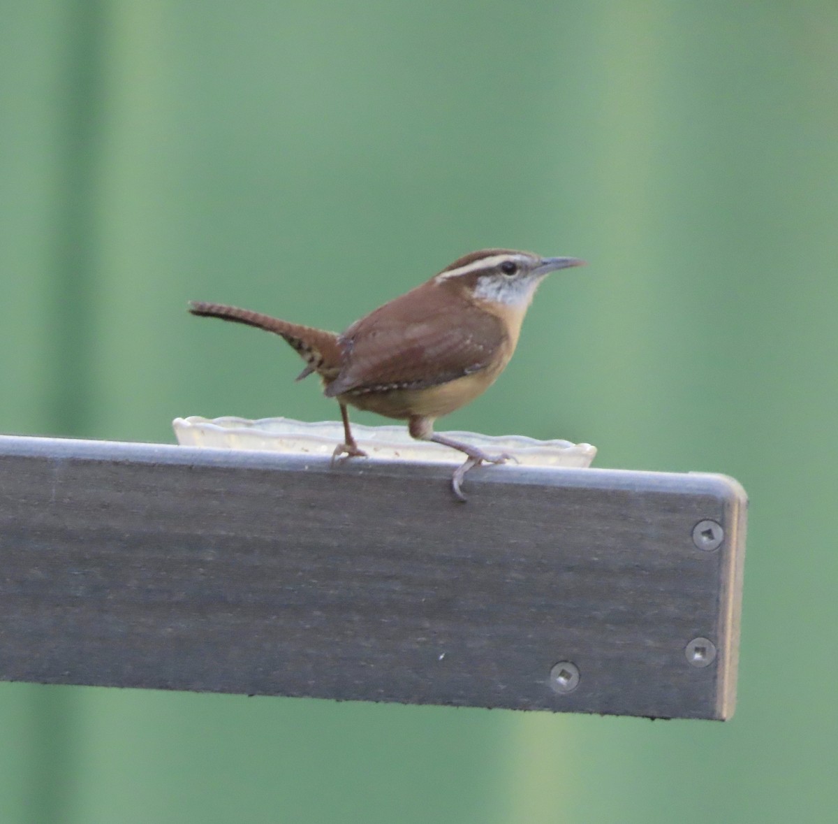 Carolina Wren - ML643959543