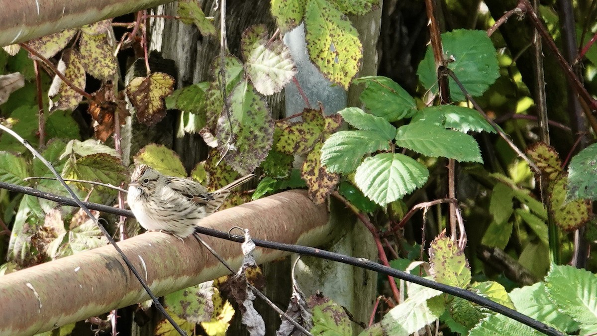 Lincoln's Sparrow - ML643959548