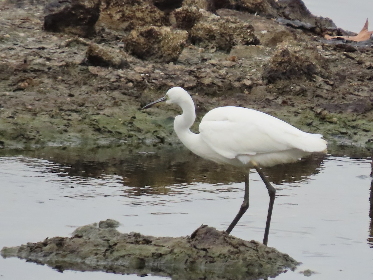 Aigrette garzette (garzetta) - ML643959553