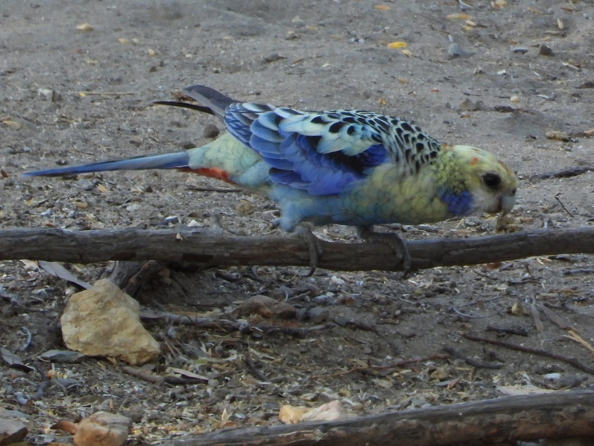 Pale-headed Rosella - ML643959557