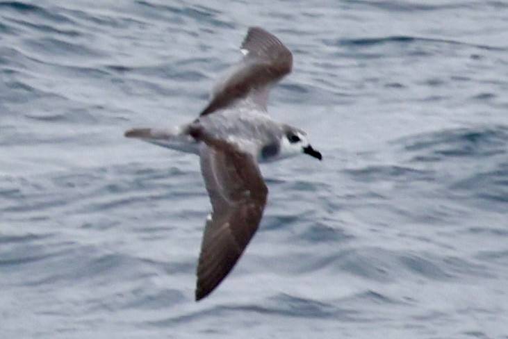 Şili Fırtınakuşu - ML643959558