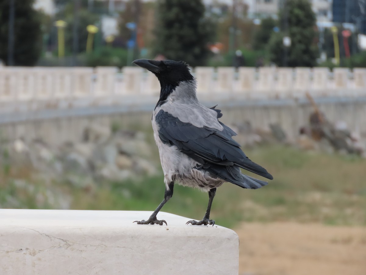 Corneille mantelée - ML643959559