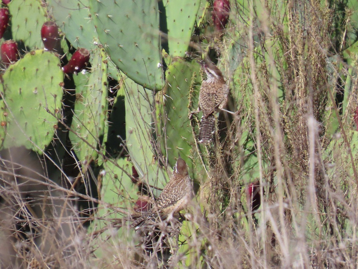 Cactus Wren - ML643959563