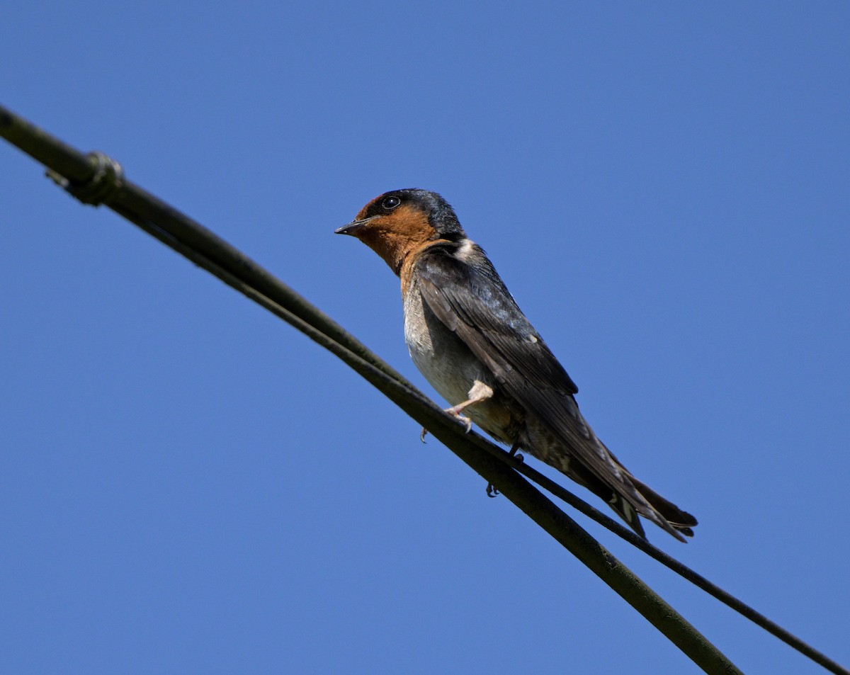 Hill Swallow - ML643959567