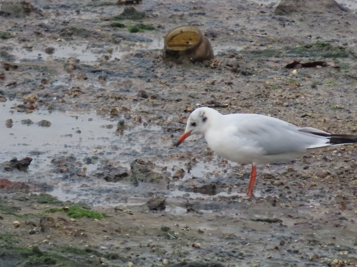 Mouette rieuse - ML643959573