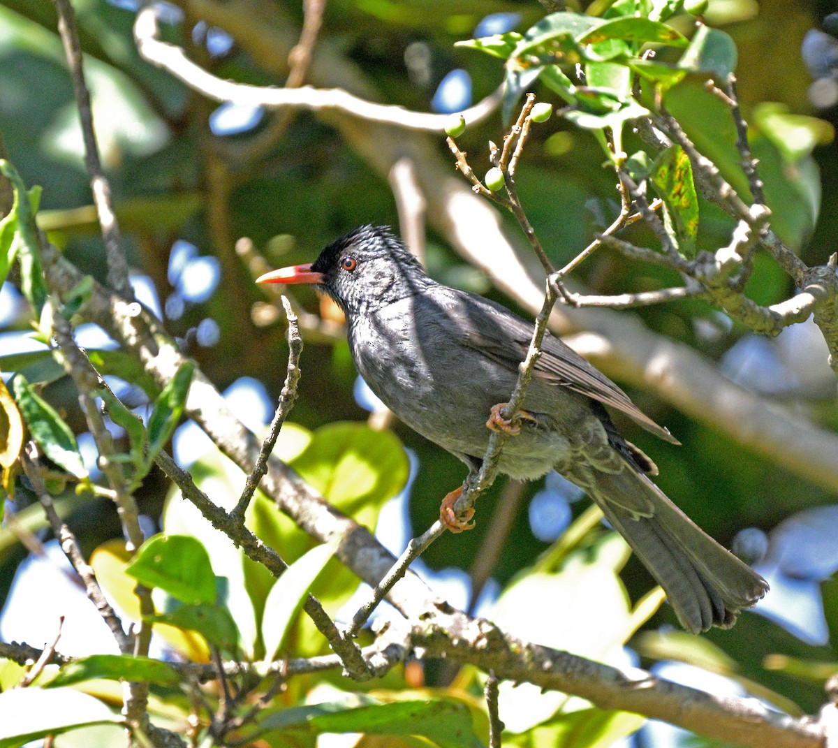 Bulbul des Ghats - ML643959589