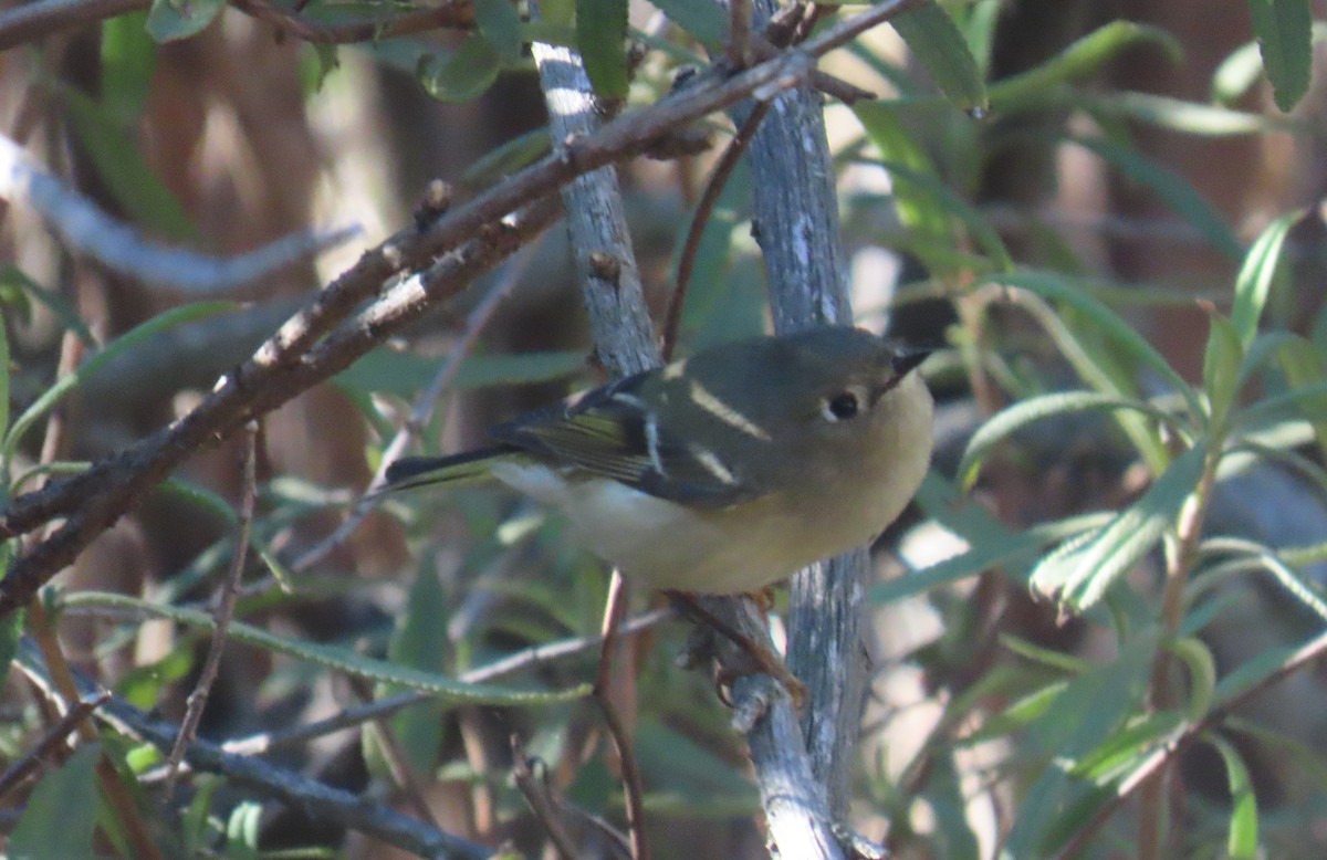 Ruby-crowned Kinglet - ML643959592