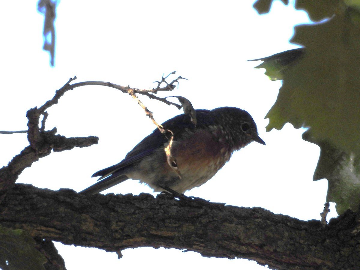 salašník modrý - ML643959604