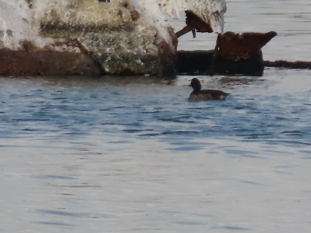 Fuligule morillon - ML643959607