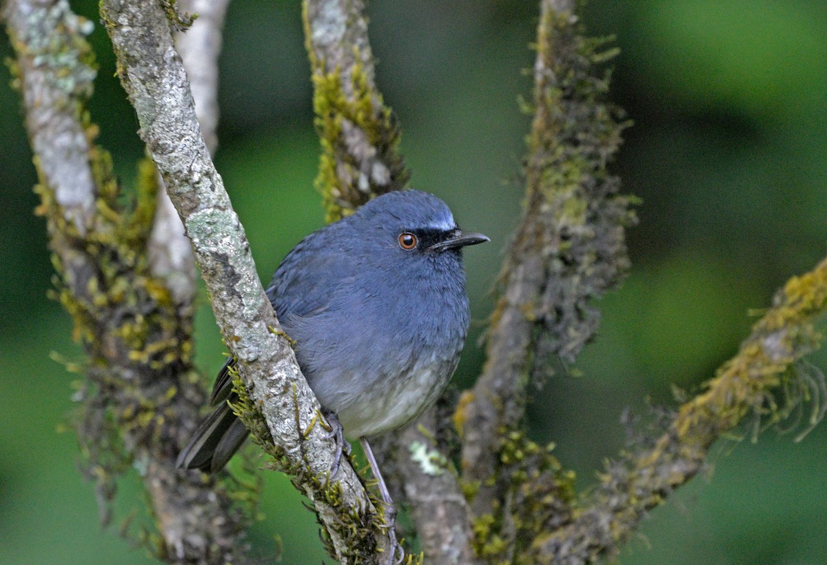 White-bellied Sholakili - ML643959611