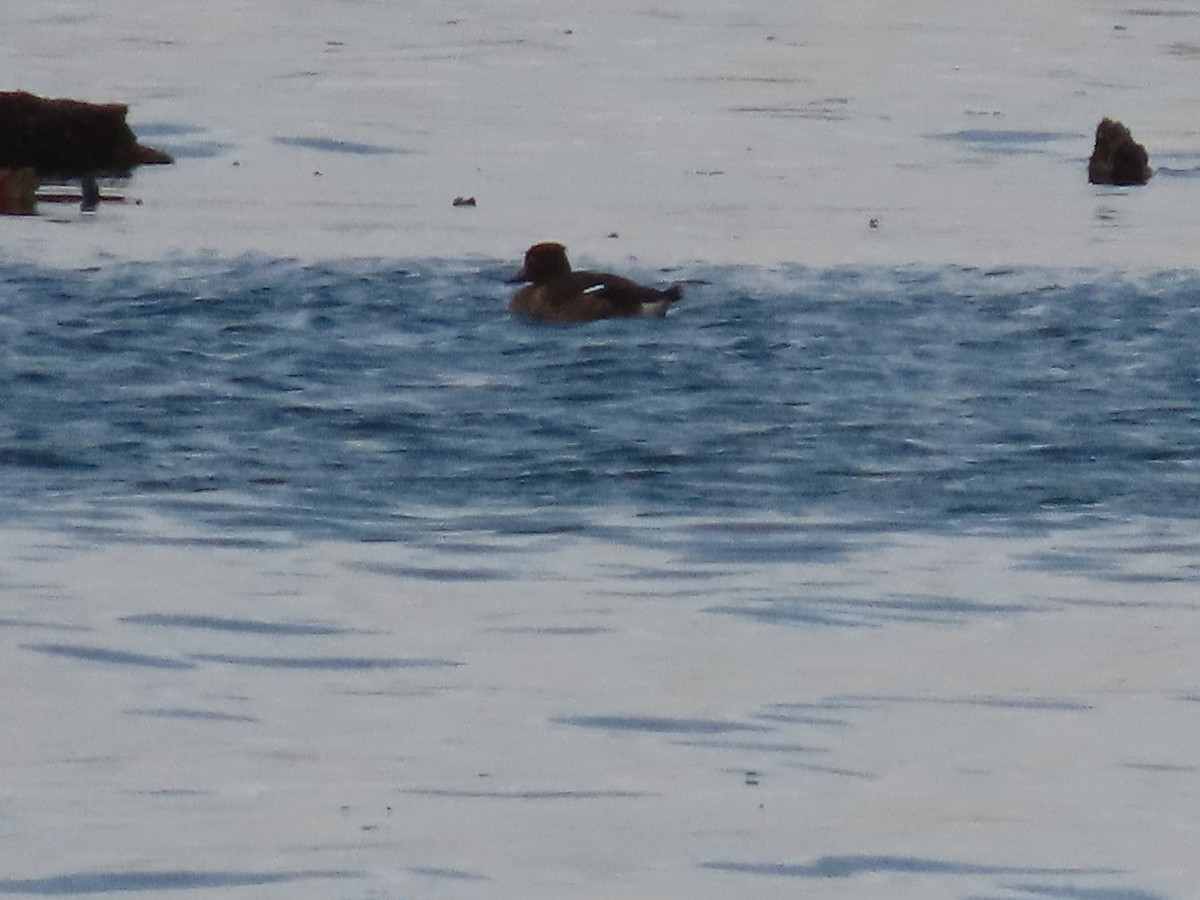 Fuligule morillon - ML643959613