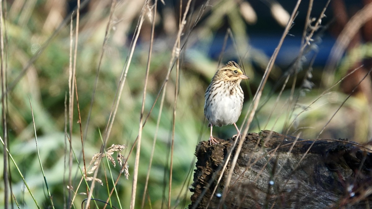 Savannah Sparrow - ML643959616