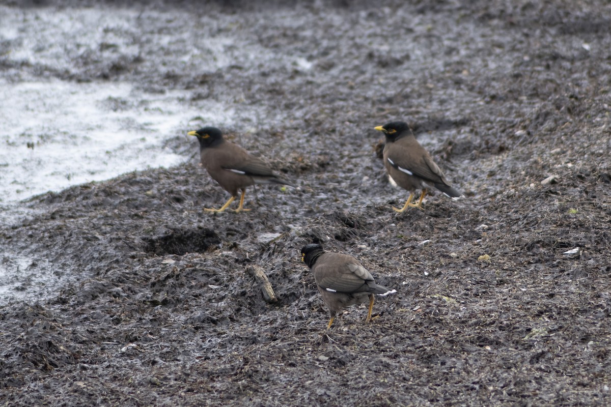 Common Myna - ML643959619