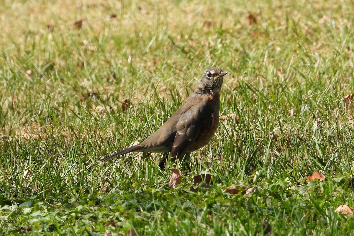 drozd stěhovavý - ML643959620