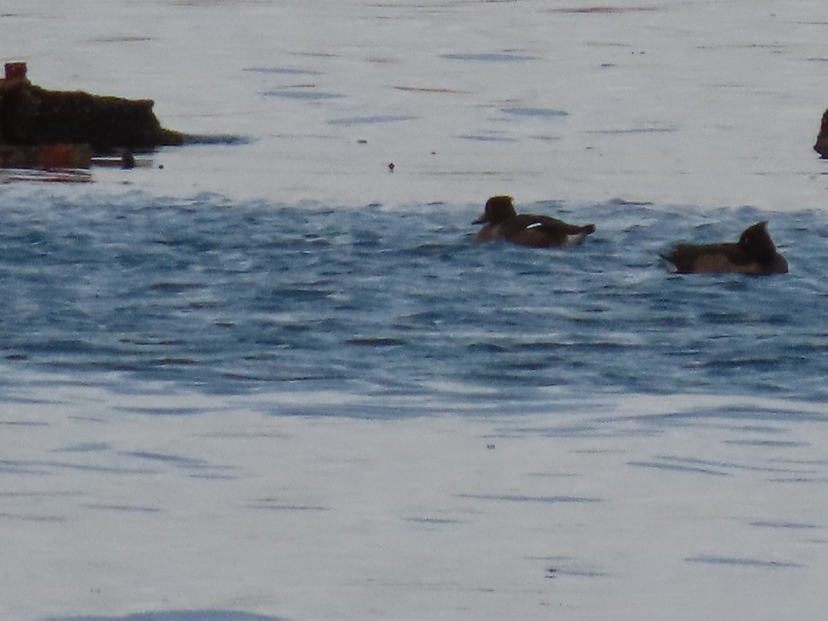 Fuligule morillon - ML643959621