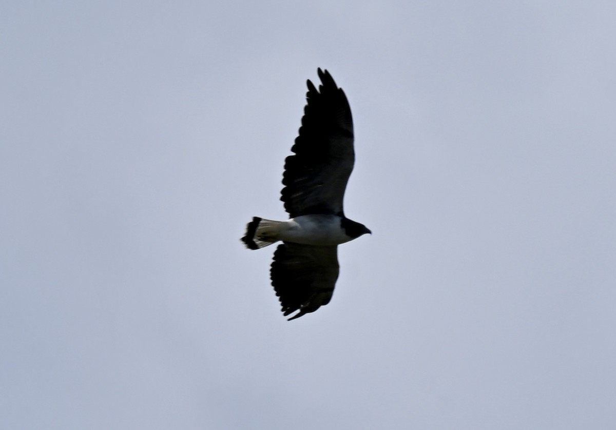 White-tailed Hawk - ML643959631
