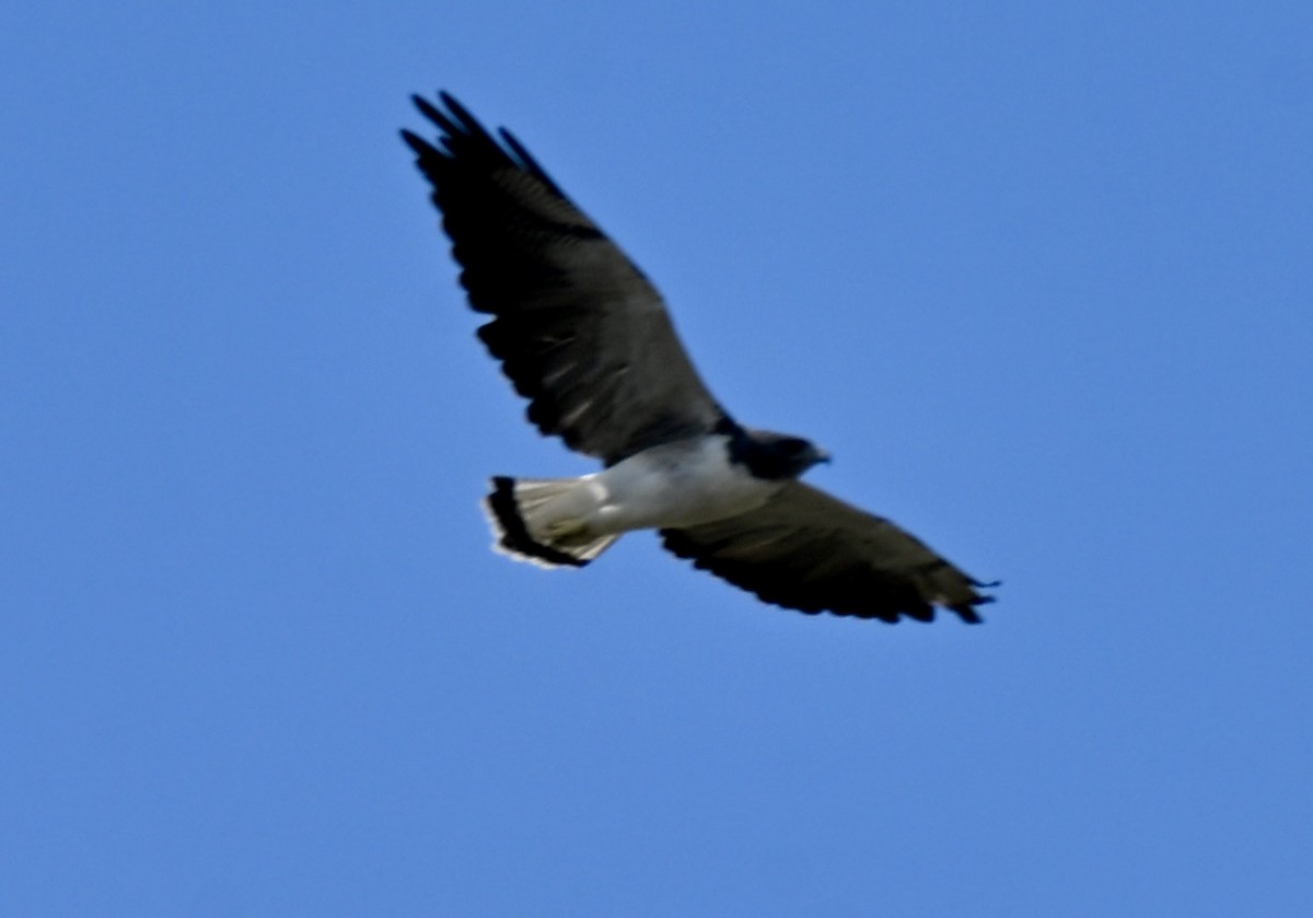 White-tailed Hawk - ML643959632