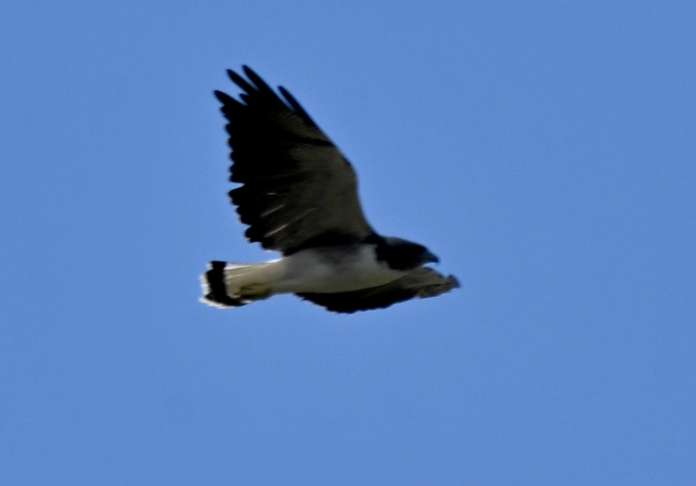 White-tailed Hawk - ML643959633